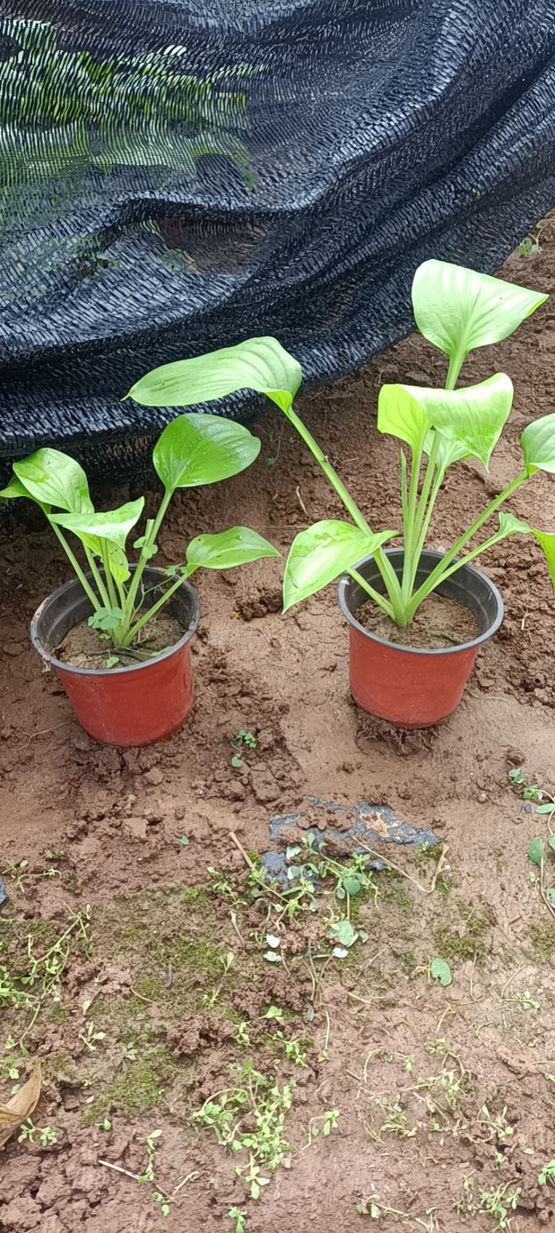 玉簪白玉簪紫花玉簪花叶玉簪金边玉簪基地供应