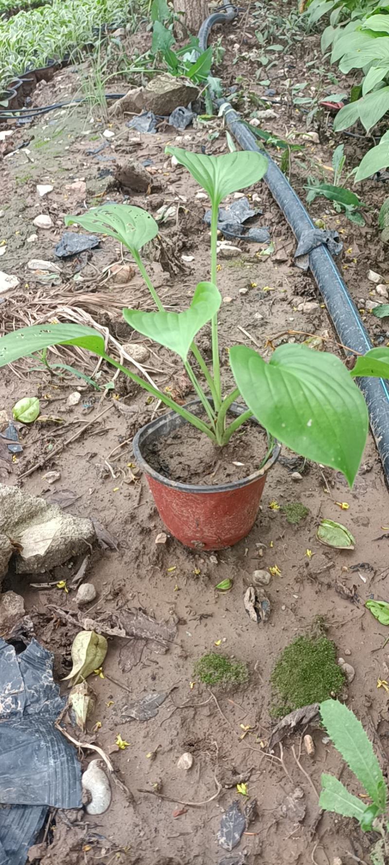 玉簪白玉簪紫花玉簪花叶玉簪金边玉簪基地供应