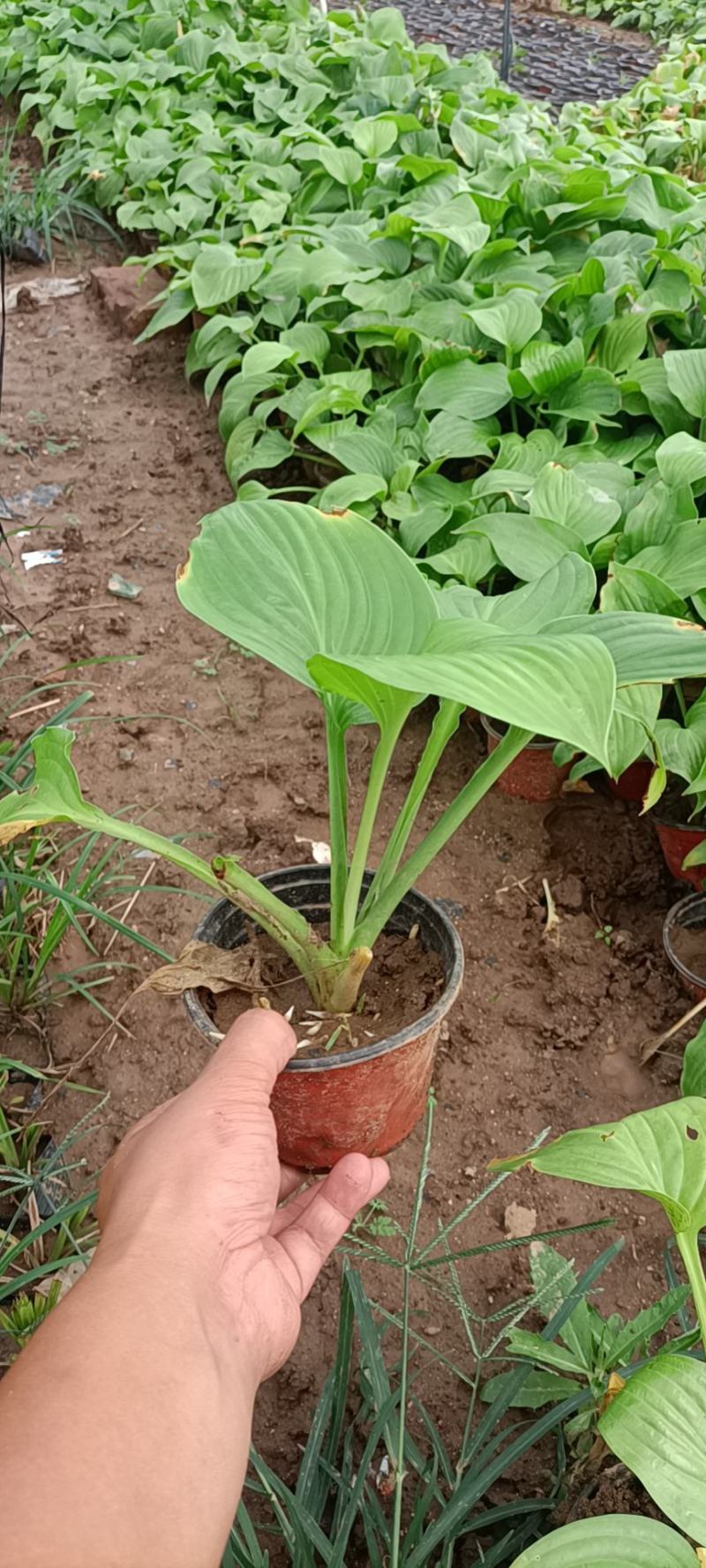 玉簪白玉簪紫花玉簪花叶玉簪金边玉簪基地供应