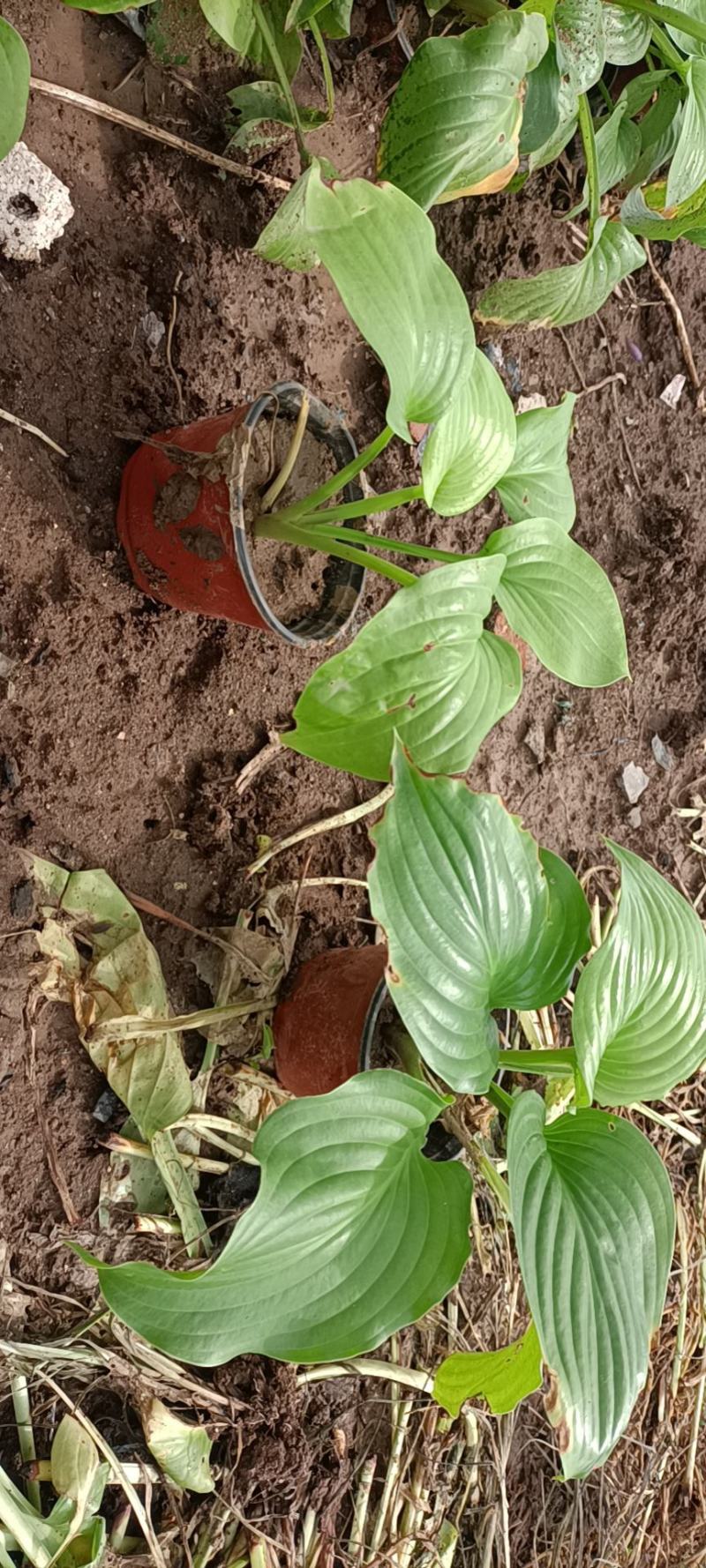 玉簪白玉簪紫花玉簪花叶玉簪金边玉簪基地供应