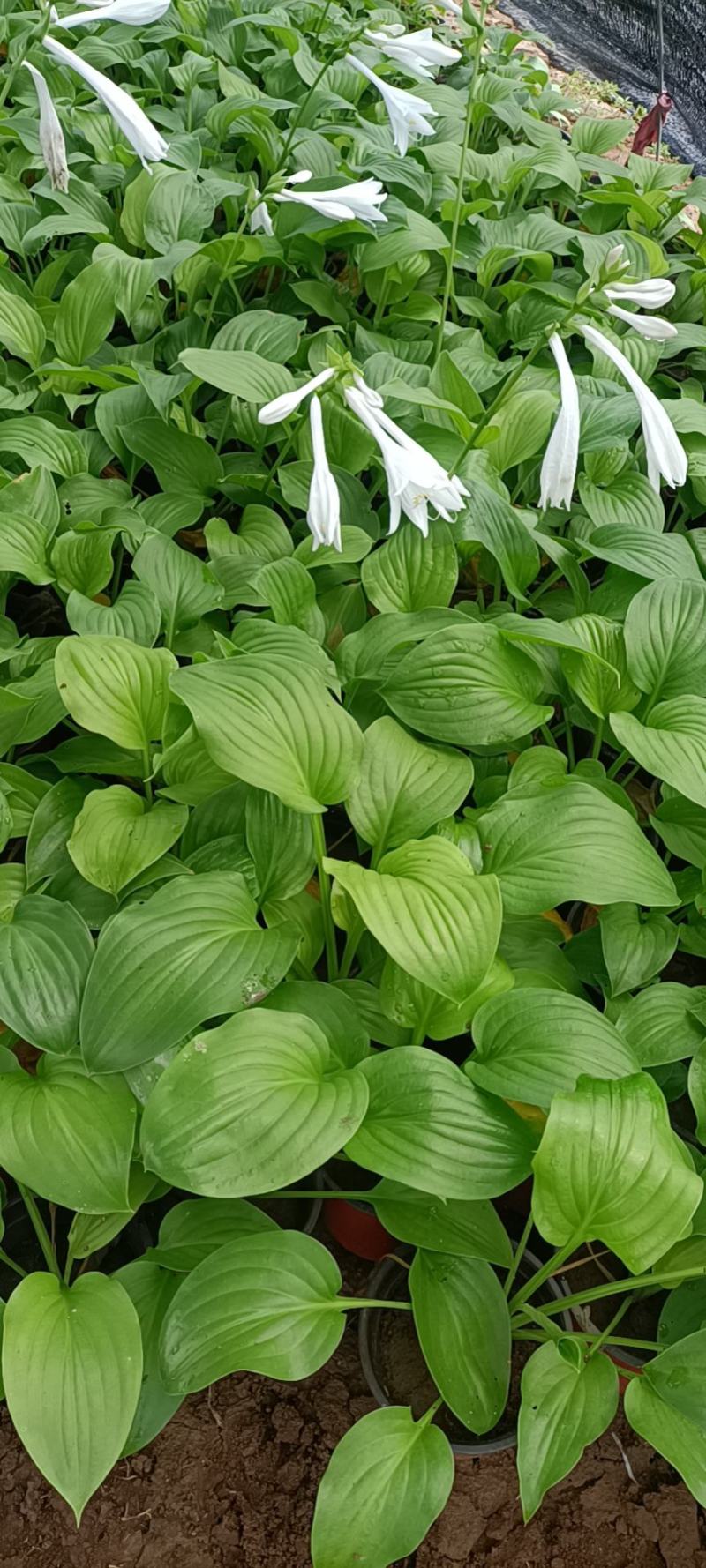 玉簪白玉簪紫花玉簪花叶玉簪金边玉簪基地供应