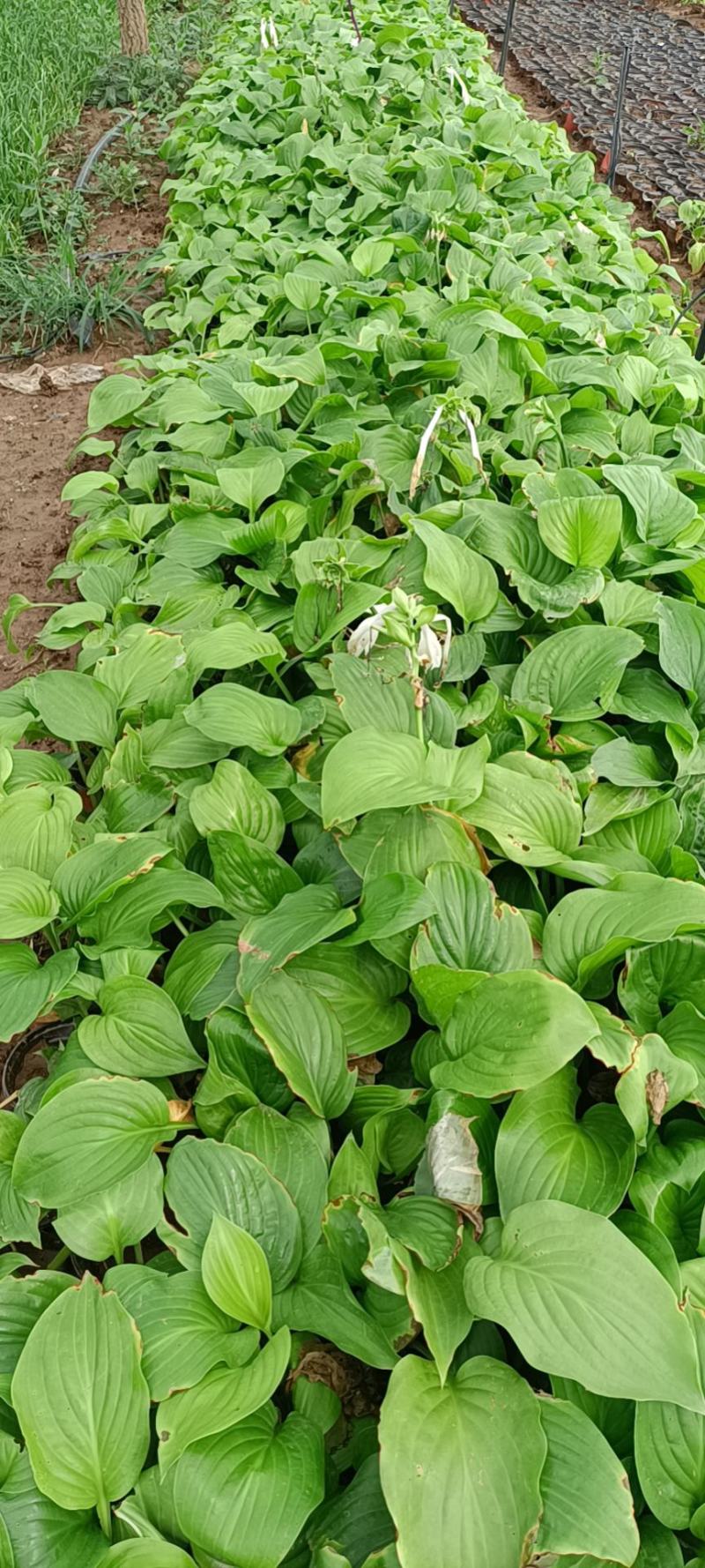 玉簪白玉簪紫花玉簪花叶玉簪金边玉簪基地供应
