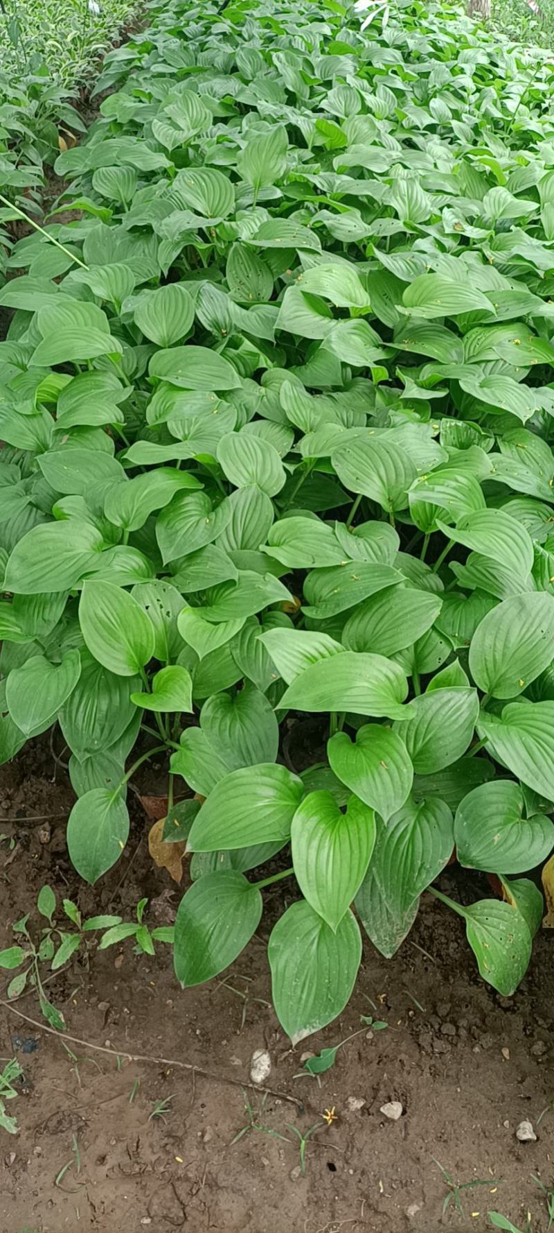 玉簪白玉簪紫花玉簪花叶玉簪金边玉簪基地供应
