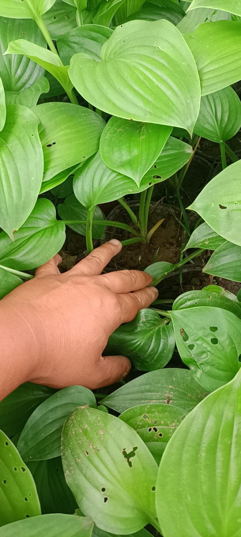 玉簪白玉簪紫花玉簪花叶玉簪金边玉簪基地供应