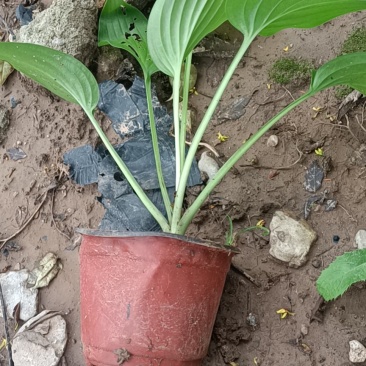 玉簪白玉簪紫花玉簪花叶玉簪金边玉簪基地供应