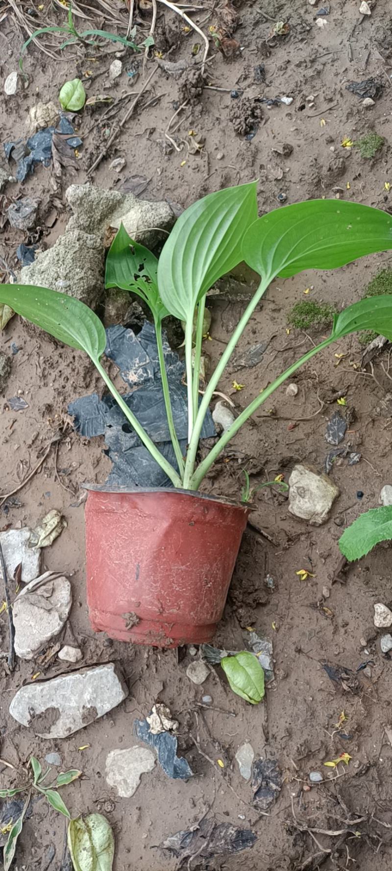 玉簪白玉簪紫花玉簪花叶玉簪金边玉簪基地供应