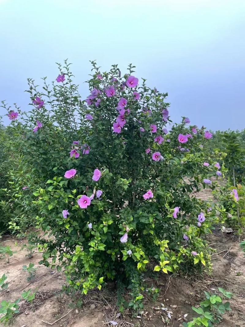 河北大棵木槿，河北从生木槿供应