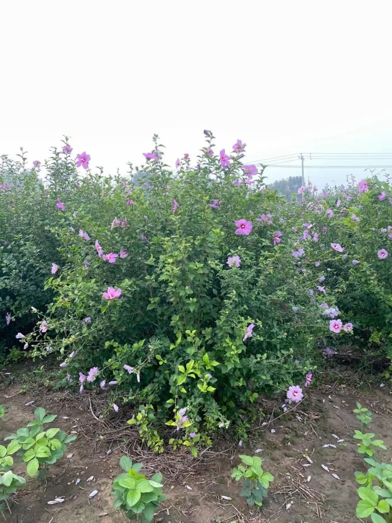 河北大棵木槿，河北从生木槿供应