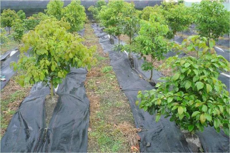 防草布除草布厂家直销pp农用园艺透水透气抗老化黑色地布