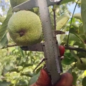 辽系香菱清香各种规格优质青皮核桃