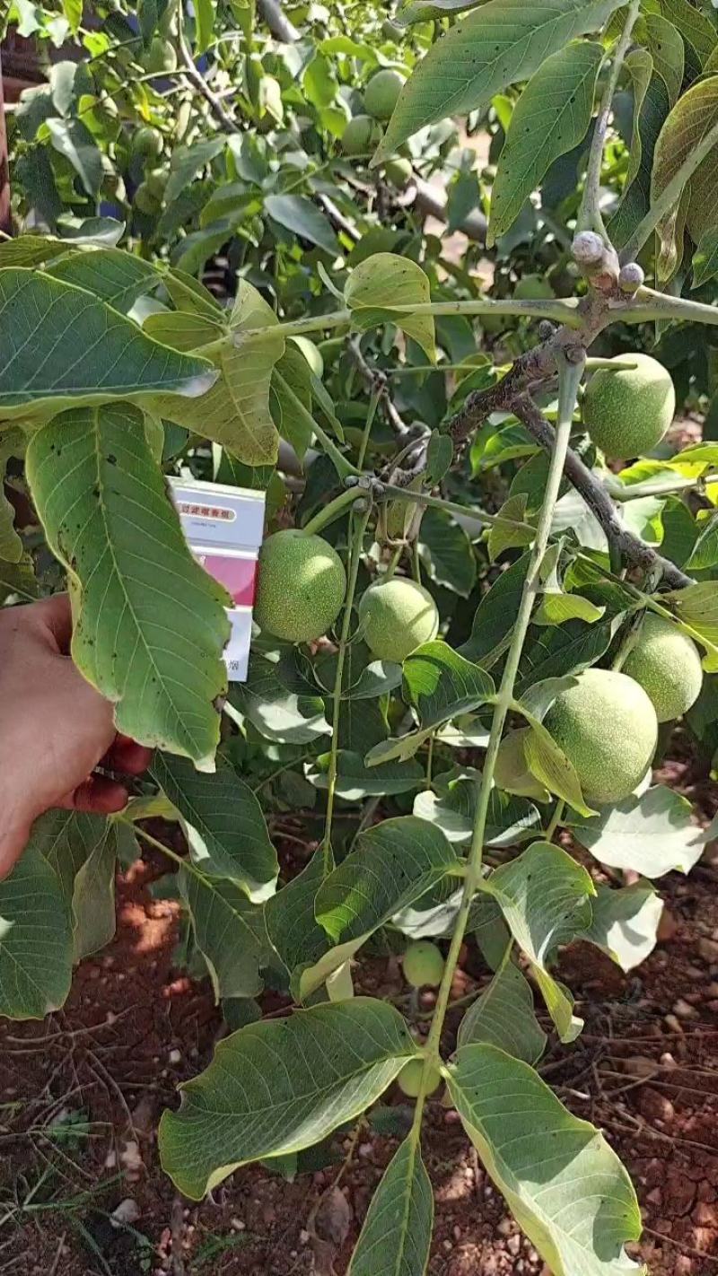 辽系香菱清香各种规格优质青皮核桃