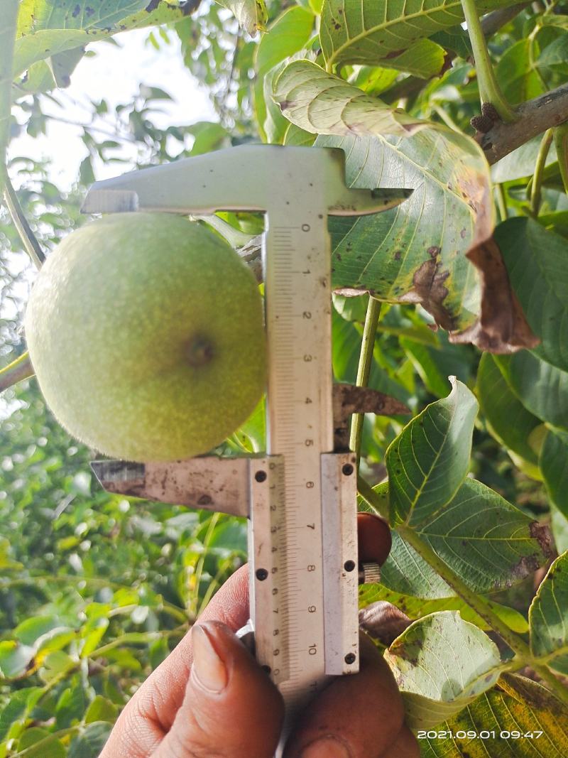 辽系香菱清香各种规格优质青皮核桃
