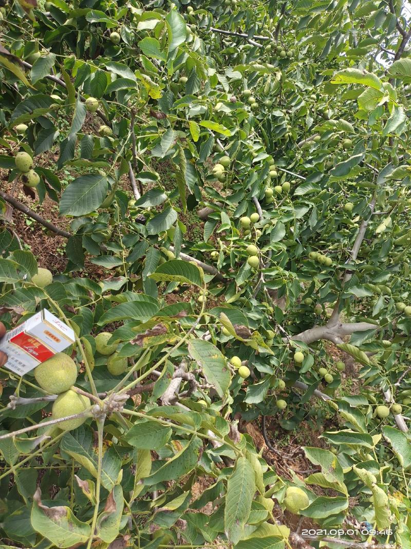辽系香菱清香各种规格优质青皮核桃
