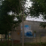 臭椿14/15/16/18/20公分规格齐全免费技术指导