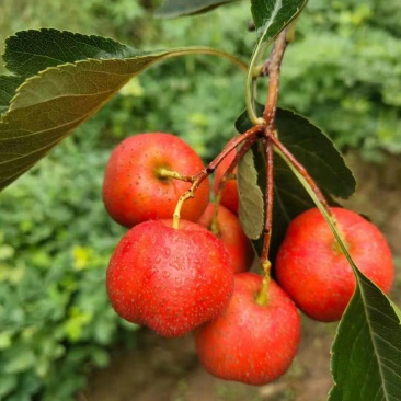 大棉球山楂大量现货供应产地直销保质保量价格便宜