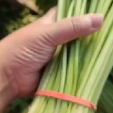 芹菜