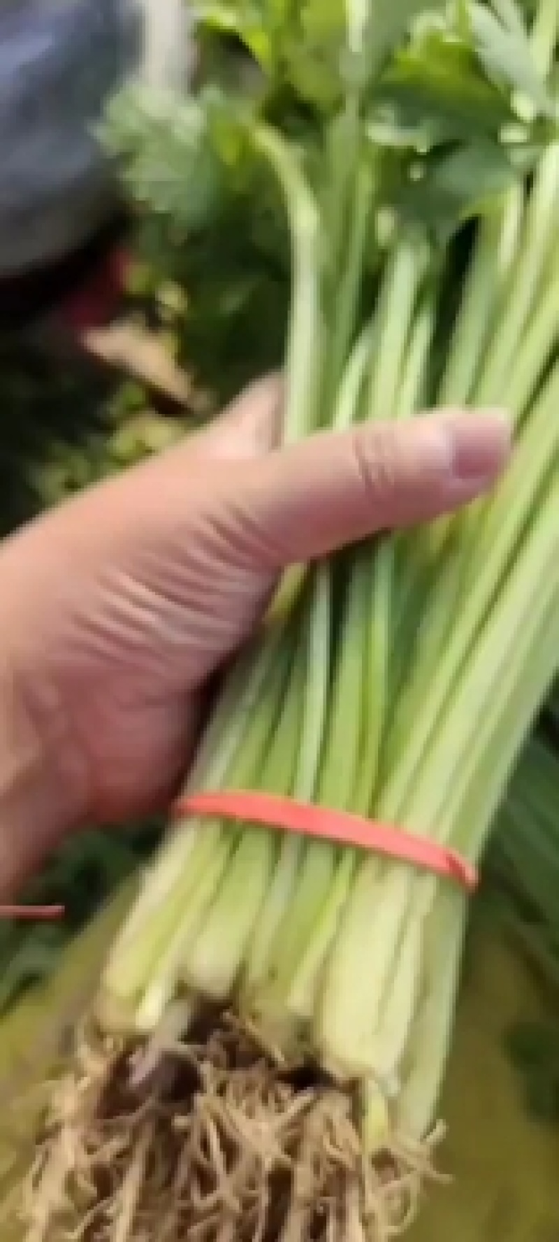 芹菜
