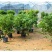 营养钵树苗种植营养袋育苗钵营养杯黑色塑料软花盆简易加厚