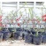 营养钵树苗种植营养袋育苗钵营养杯黑色塑料软花盆简易加厚