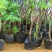 营养钵树苗种植营养袋育苗钵营养杯黑色塑料软花盆简易加厚