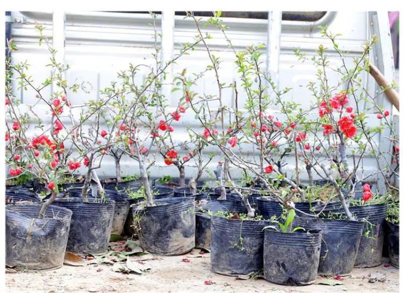营养钵树苗种植营养袋育苗钵营养杯黑色塑料软花盆简易加厚