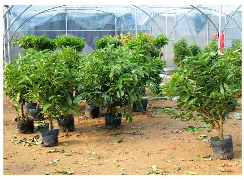 营养钵树苗种植营养袋育苗钵营养杯黑色塑料软花盆简易加厚