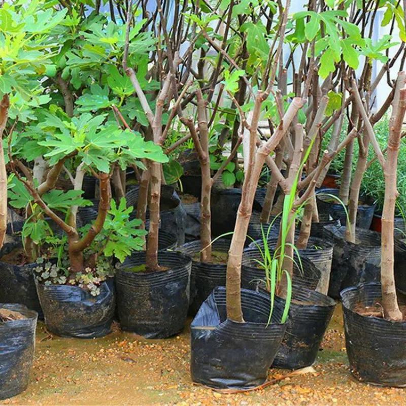 营养钵树苗种植营养袋育苗钵营养杯黑色塑料软花盆简易加厚