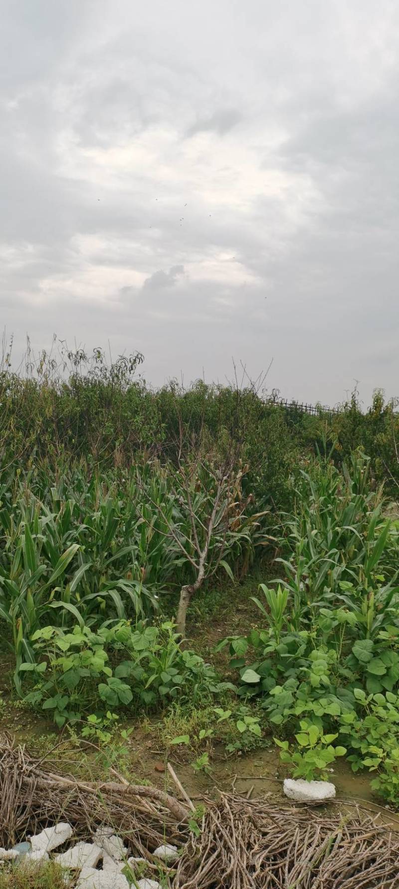 河南长葛果园空地出租养殖鸡鸭鹅有水有电交通便利