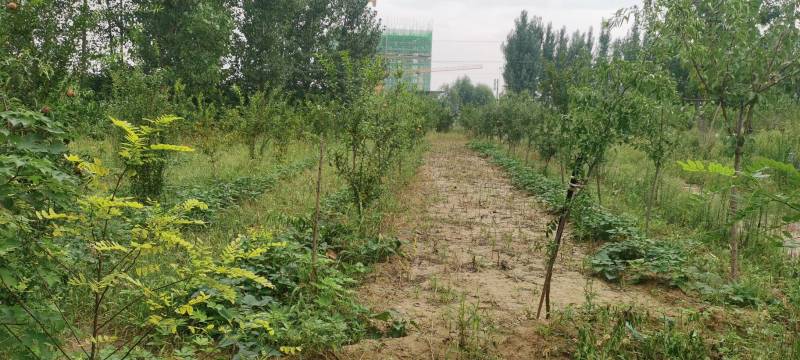 河南长葛果园空地出租养殖鸡鸭鹅有水有电交通便利