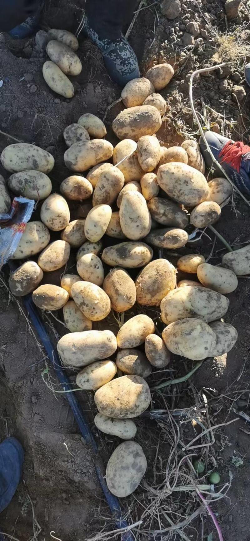 黄心土豆，希森，V7.Ev.荷兰，黄金薯，大量有货