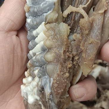 每天新鲜大块牛头剔骨肉