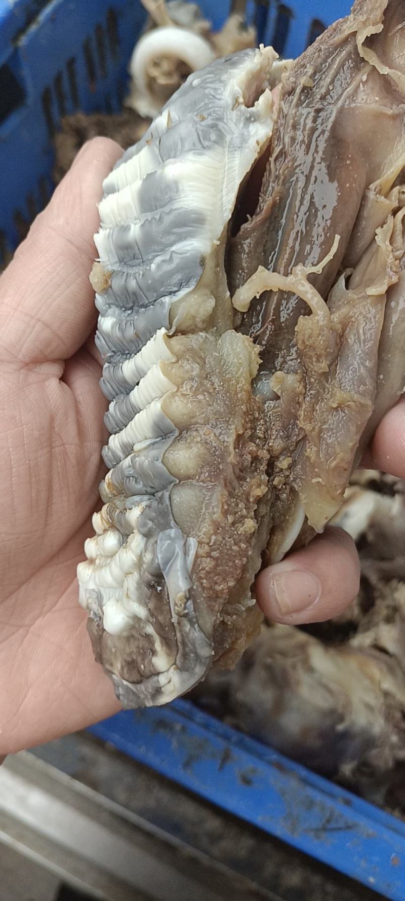 每天新鲜大块牛头剔骨肉