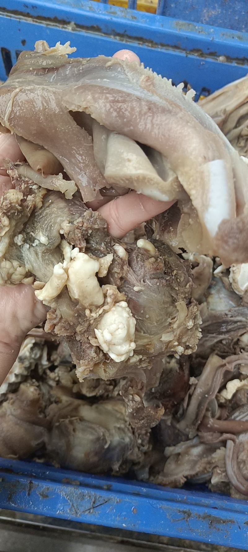 每天新鲜大块牛头剔骨肉