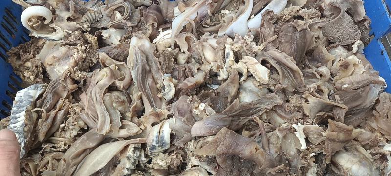 每天新鲜大块牛头剔骨肉