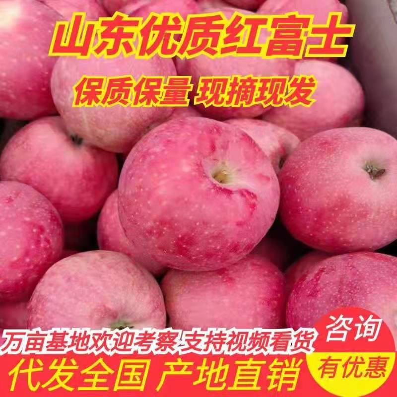 山东红富士苹果75mm以上脆甜多汁爽口，膜袋一条龙服务