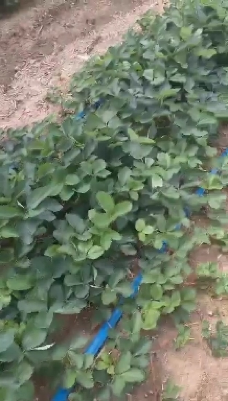 草毒苗种植基地现挖现卖根系发达章姬红颜宁玉隋株妙三妙七