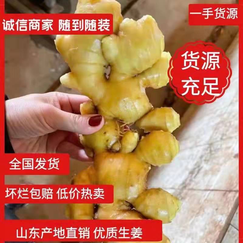 山东生姜大黄姜5两以上，色泽鲜艳，个头均匀代发全国
