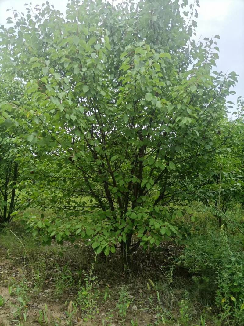 4公分山杏，5公分山杏，10公分山杏，15公分山杏