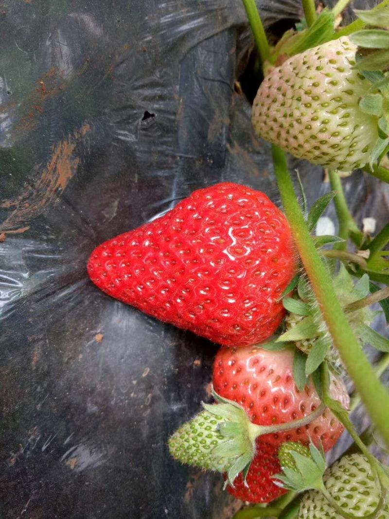 草毒苗种植基地现挖现卖根系发达章姬红颜宁玉隋株妙三妙七