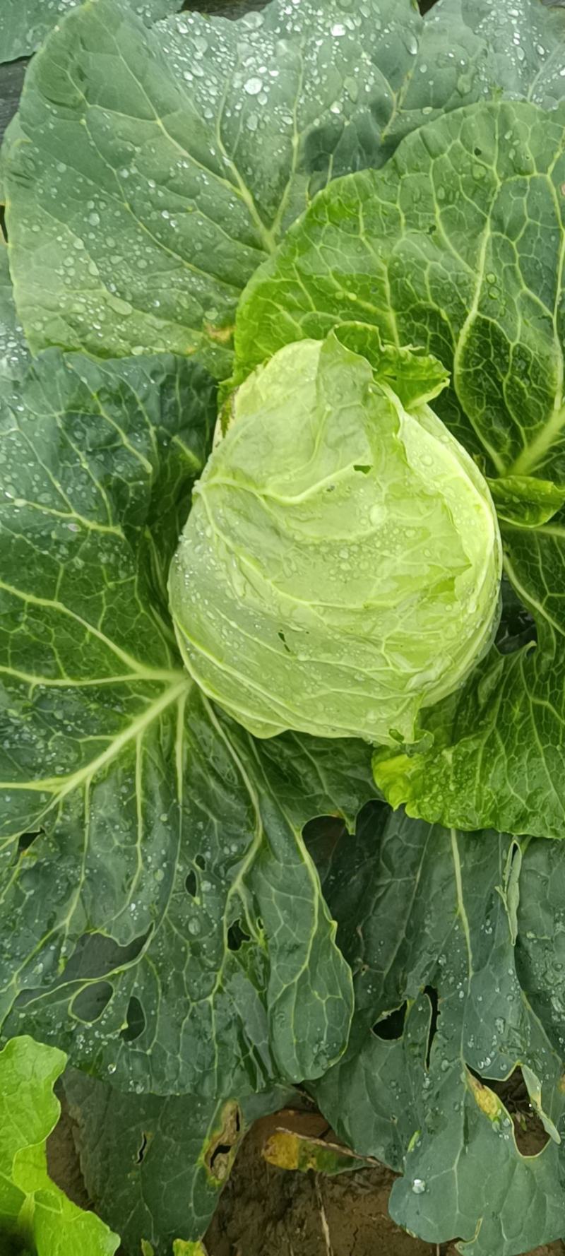包菜