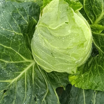 包菜
