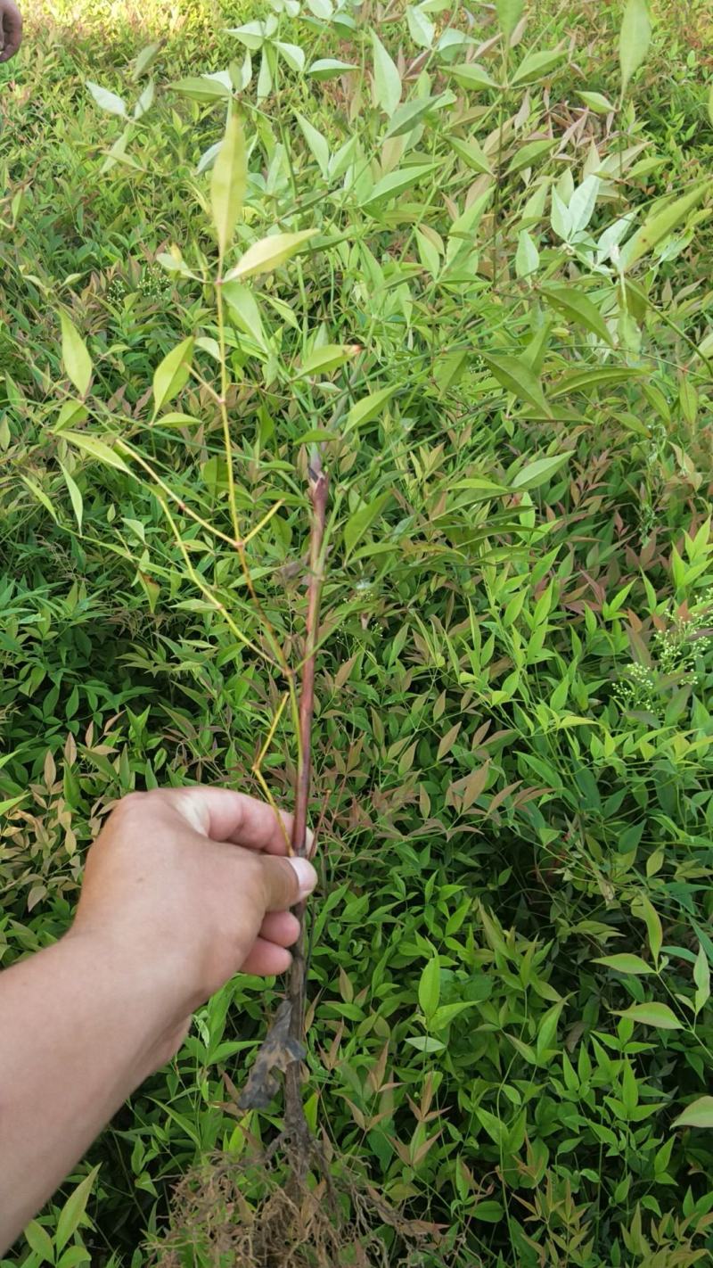 南天竹，红天竹，工程苗，红火焰，自产自销