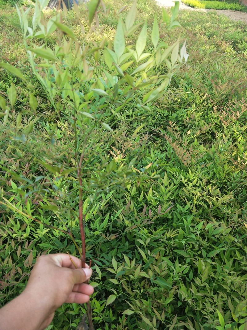 南天竹，红天竹，工程苗，红火焰，自产自销