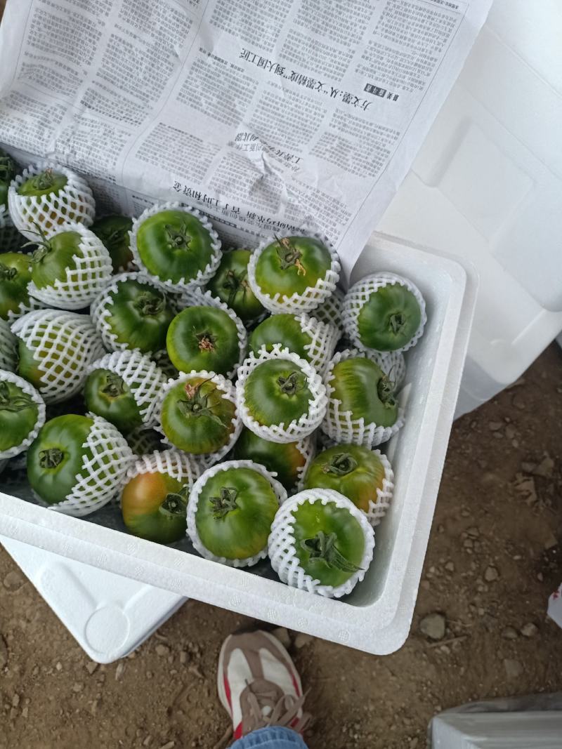 辽宁草莓西红柿口感酸甜批发一手货源稳定供应市场批发电商
