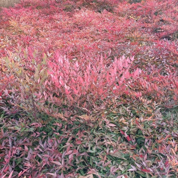 南天竹工程苗,红天竹,自产自销,诚信园林苗圃场