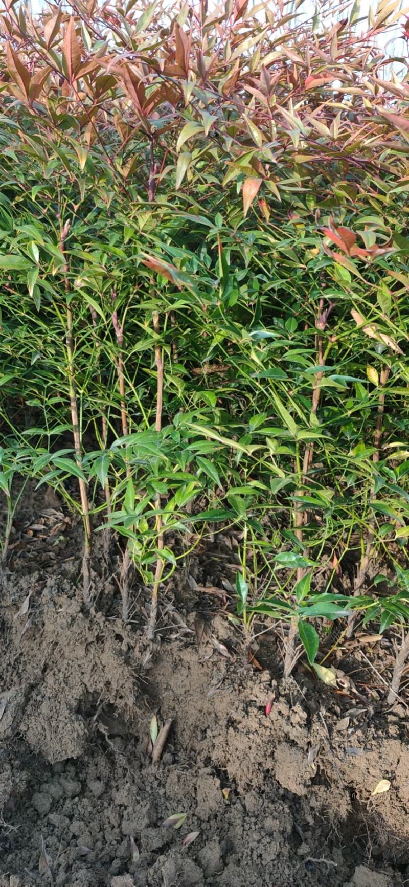 南天竹工程苗，红天竹，自产自销，诚信园林苗圃场
