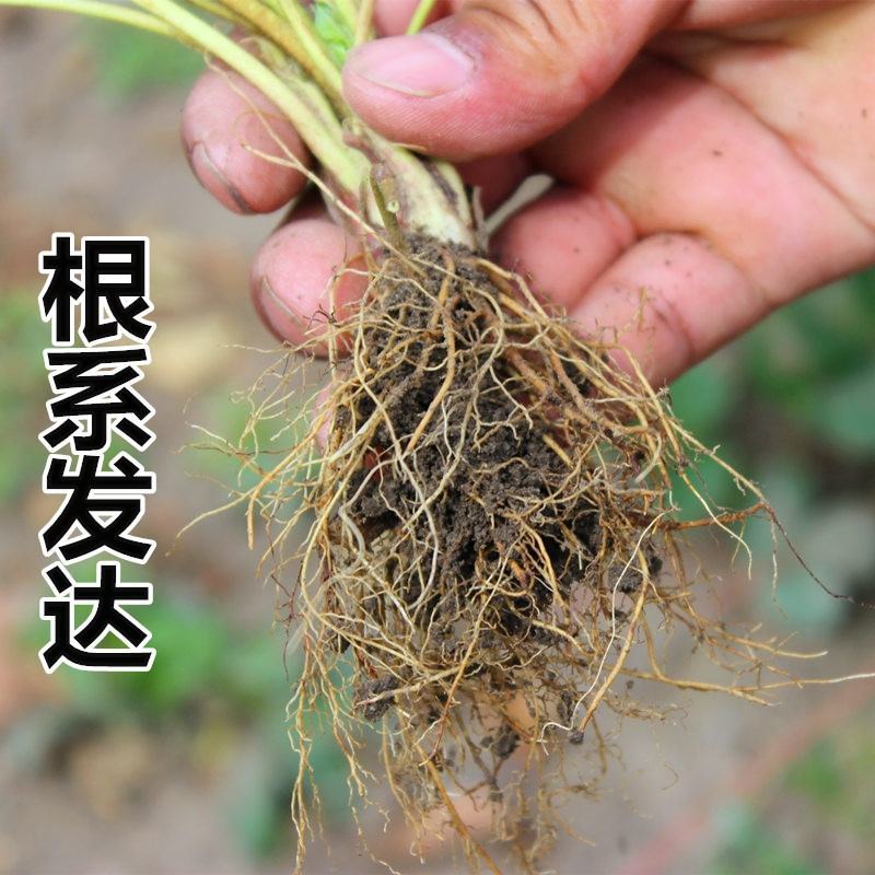 妙香七号脱毒草莓苗，品种优良，成活率高，产量高，