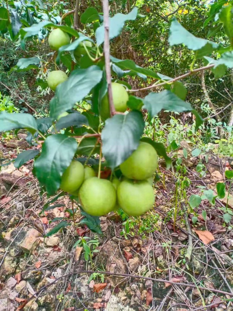 广西贺州大山楂大量上市啦，工厂老板看过来