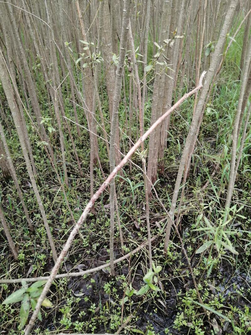 爱护公路树木，保持公路水士，建设绿色道。长远富，多栽树。