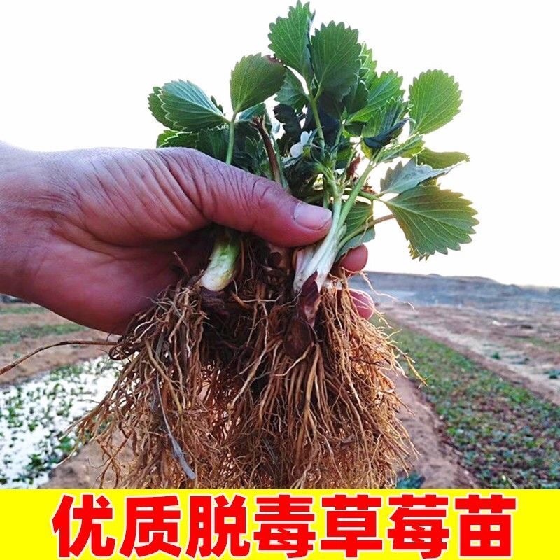 法兰蒂草莓苗、顺丰航空打冷加冰发货、品种保证